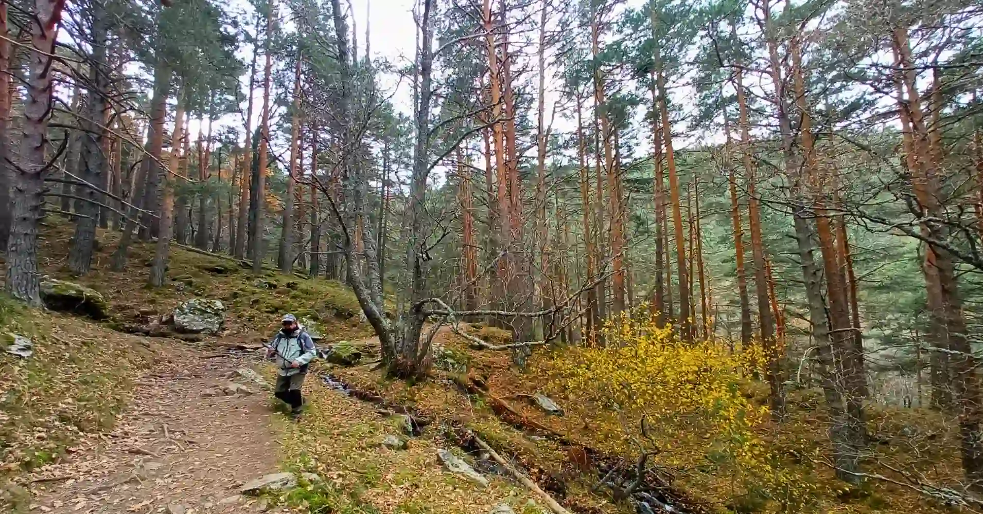 Abedular de Canencia en Sierra de Madrid Abedular de Canencia en Sierra de Madrid