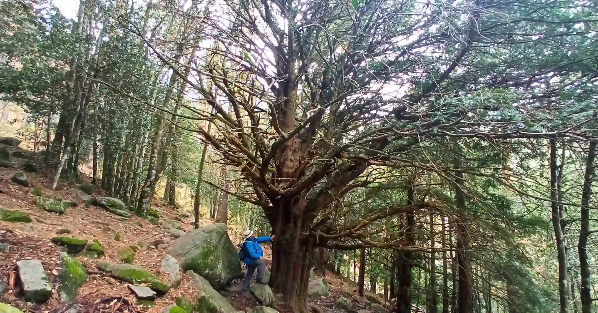 Árboles Singulares de la Sierra de Madrid Árboles Singulares de la Sierra de Madrid