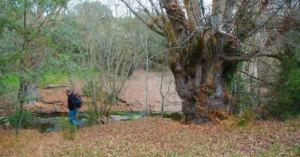 Árboles Singulares del Cañón del Río Pirón y Valle del Río Viejo. Peñarrubias de Pirón, Segovia.