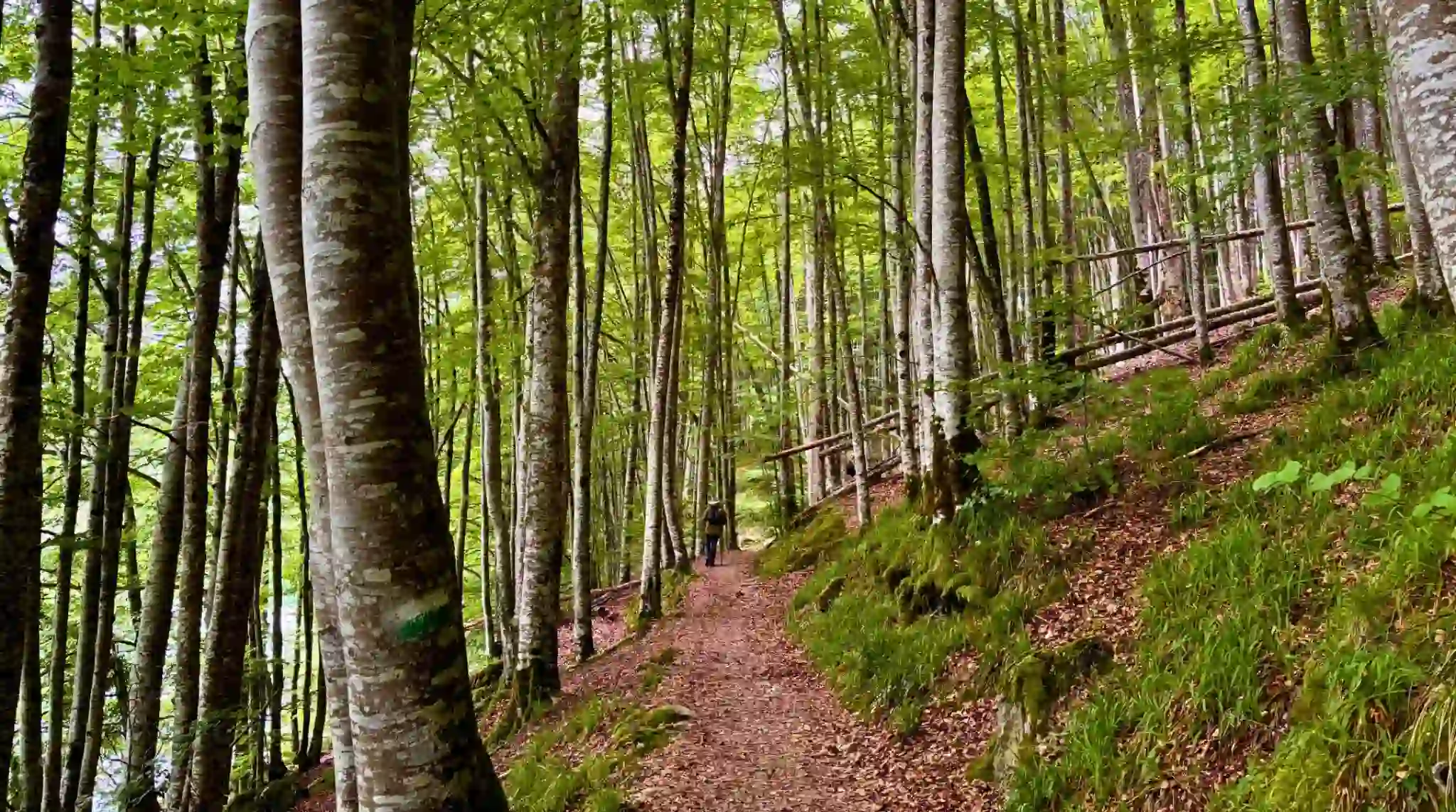 Bosque de Hayas en la Selva de Irati. Navarra.