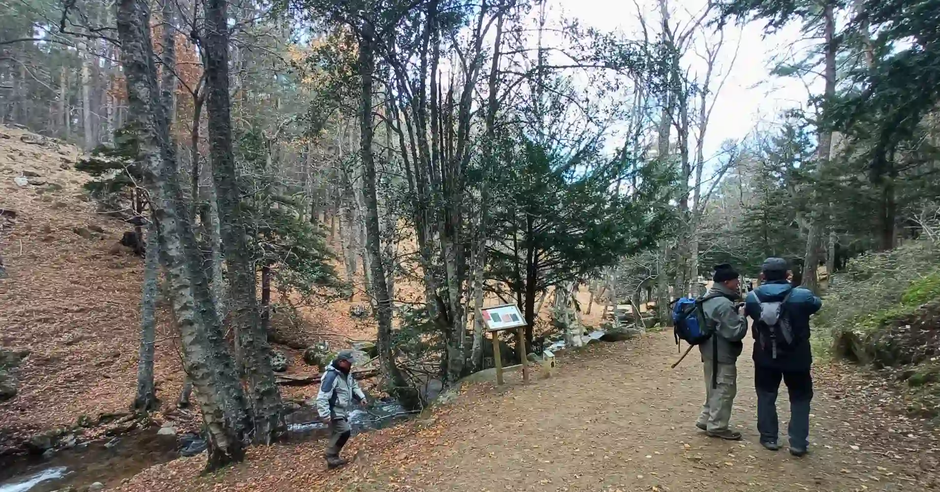 Bosque del Abedular de Canencia, Sierra de Madrid Bosque del Abedular de Canencia, Sierra de Madrid