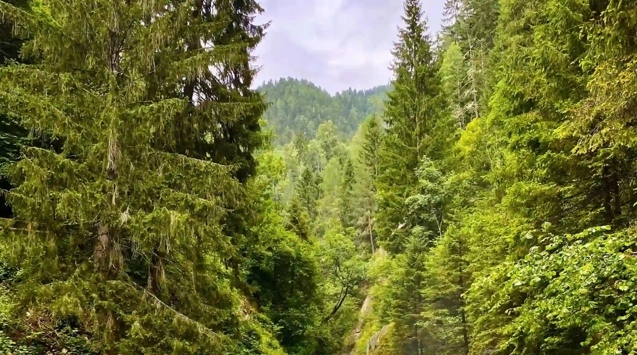 Bosques de la Garganta Groppensteinchlucht, Flattach. Austria. Bosques de la Garganta Groppensteinchlucht, Flattach. Austria.
