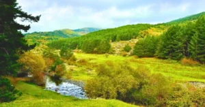 Bosques del Parque Natural del Hayedo de Tejera Negra.