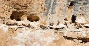 Colonia de Buitres Leonados en la Hoz de Beteta, Cuenca.