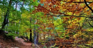 Color de Otoño en el Hayedo de Tejera Negra. Guadalajara.