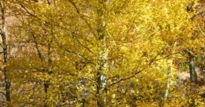 Colores del Otoño Hayedo de Montejo. Puebla de la Sierra, Madrid.