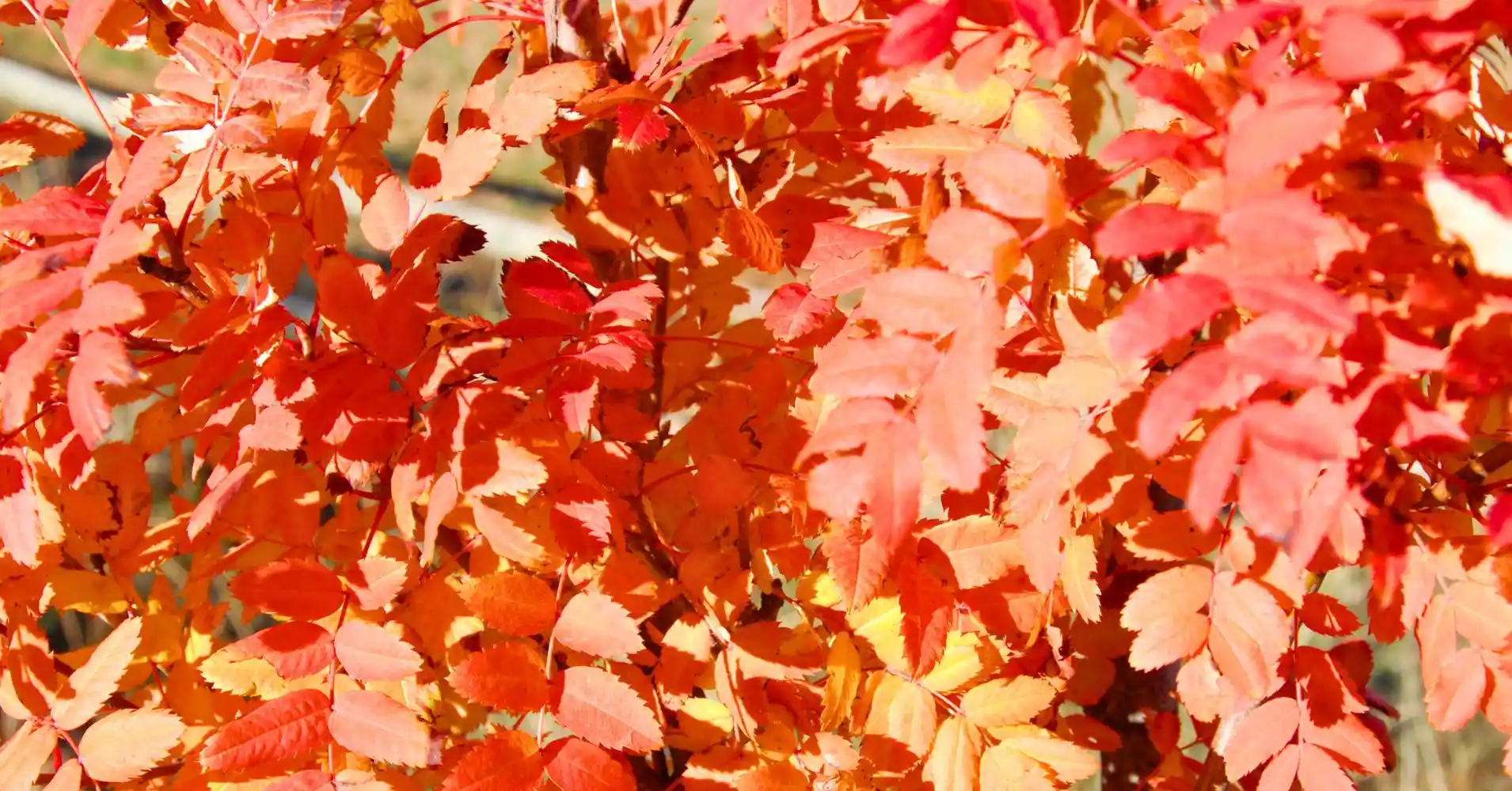 Colores del Otoño en el Hayedo de Montejo. Puebla de la Sierra. Madrid. Colores del Otoño en el Hayedo de Montejo. Puebla de la Sierra. Madrid.