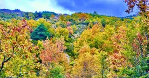 Colores del Otoño en el Hayedo de Tejera Negra. Guadalajara.