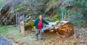 El Haya Hueca. Hayedo de Montejo. Sierra del Rincón. Madrid.