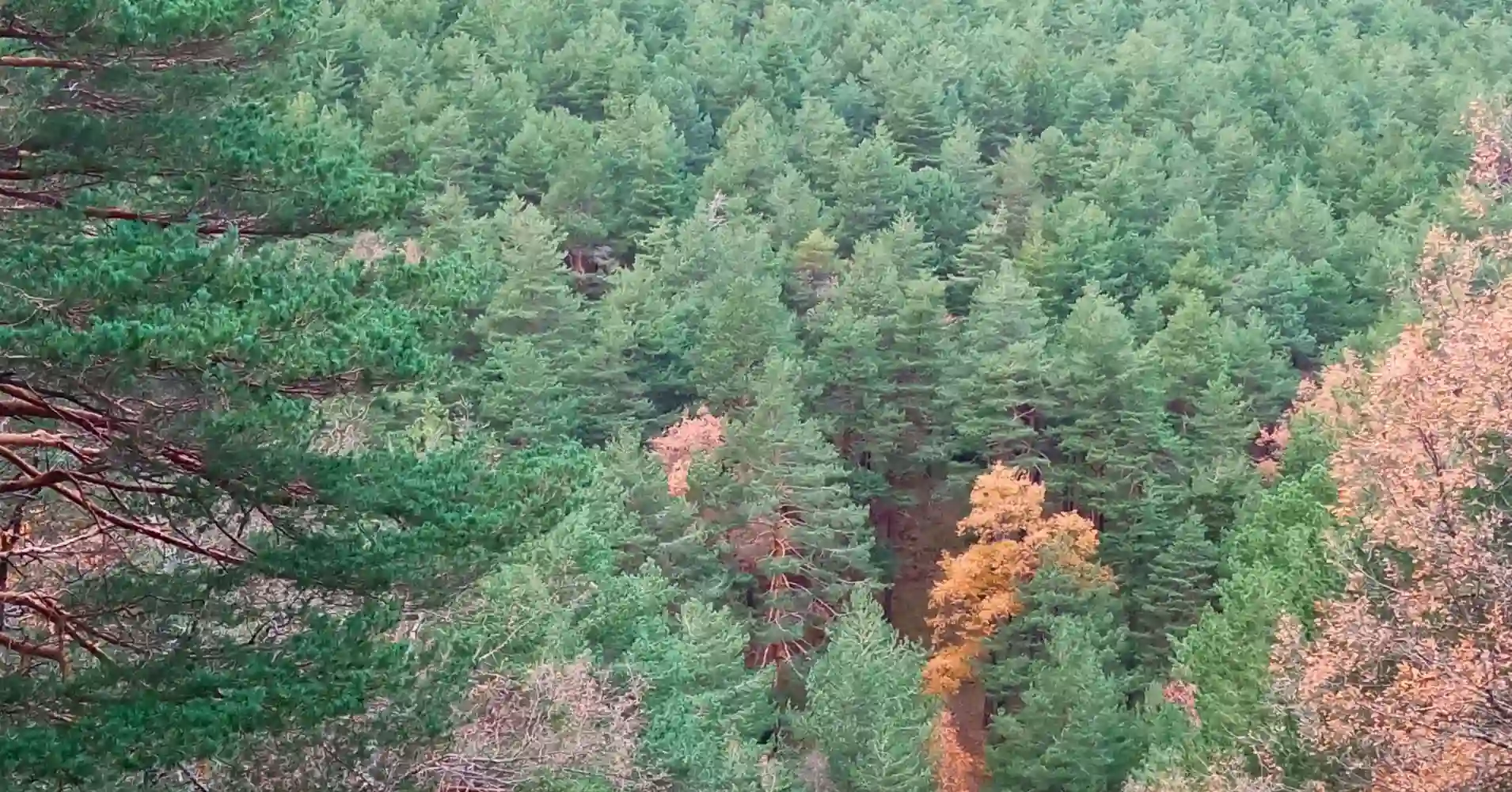 Espesura del Bosque en la Sierra de Madrid Espesura del Bosque en la Sierra de Madrid