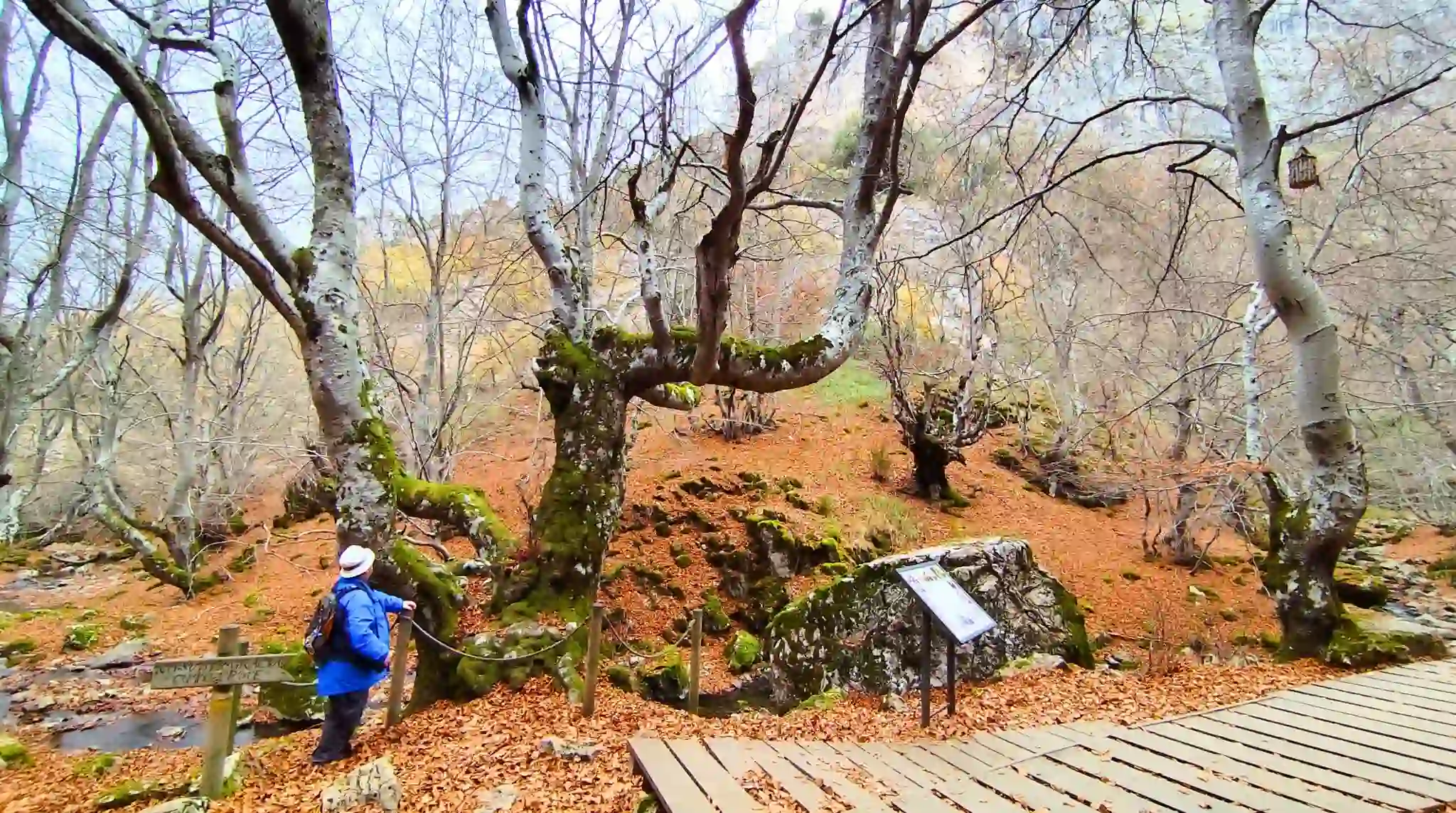 Fagus el haya de 500 años del Faedo de Ciñera