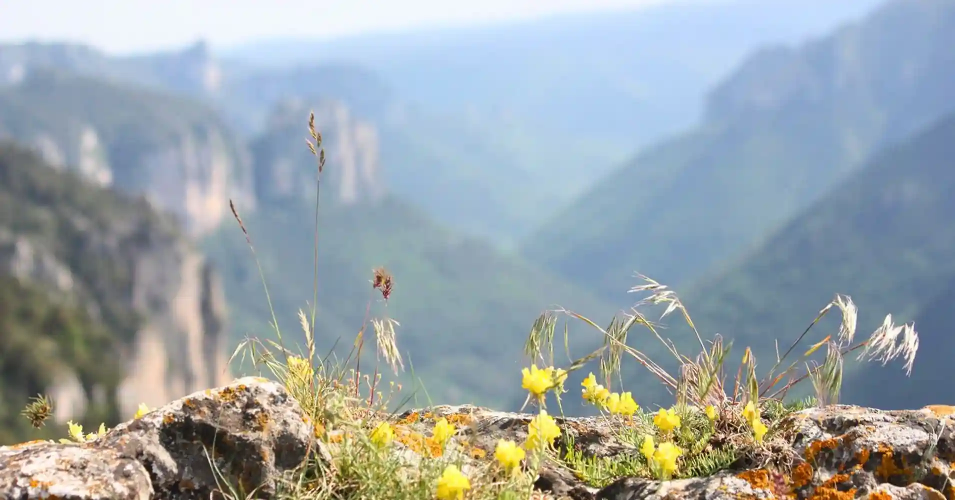 Flores de la Garganta del Verdon. Francia.