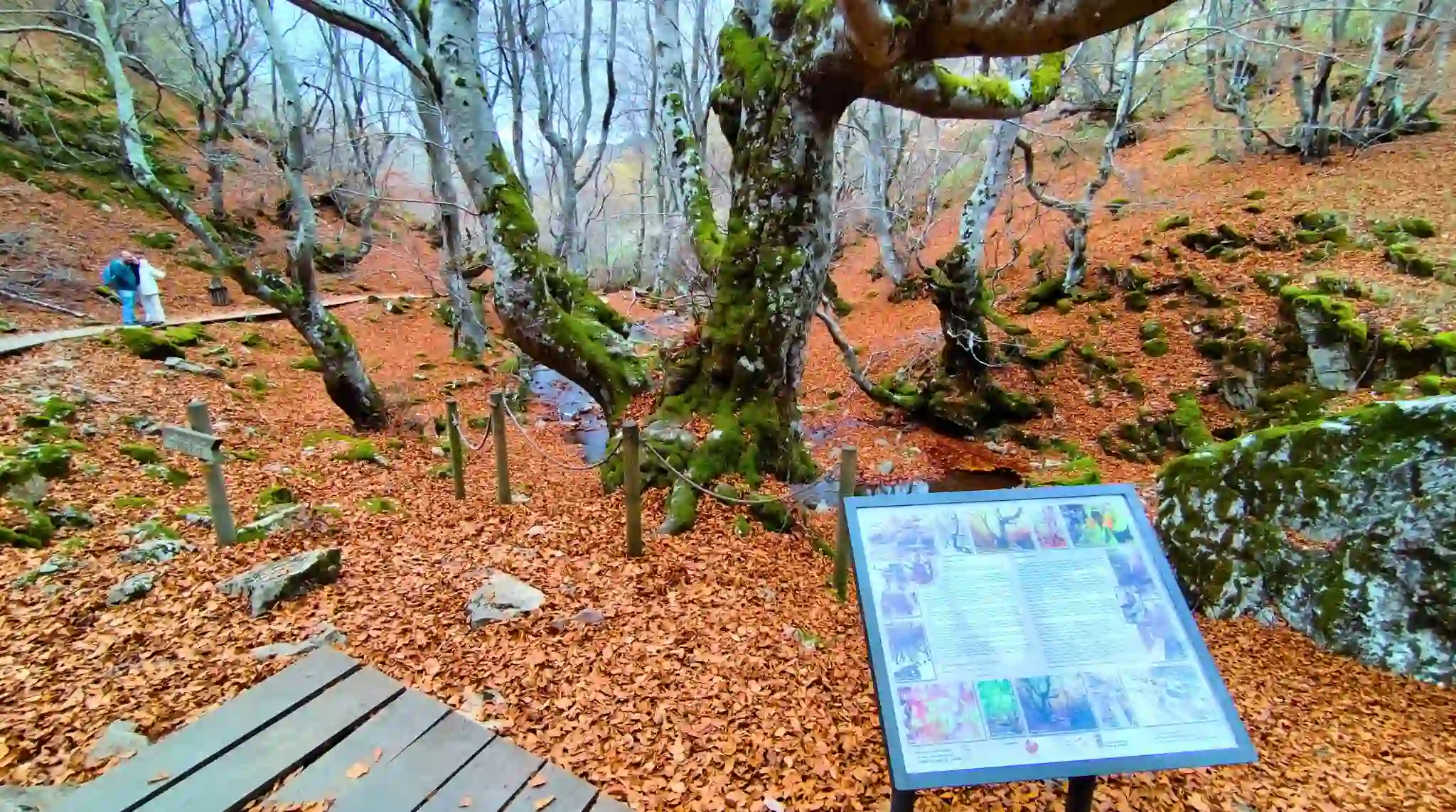 Haya Fagus de 500 años en el hayedo de Ciñera, León