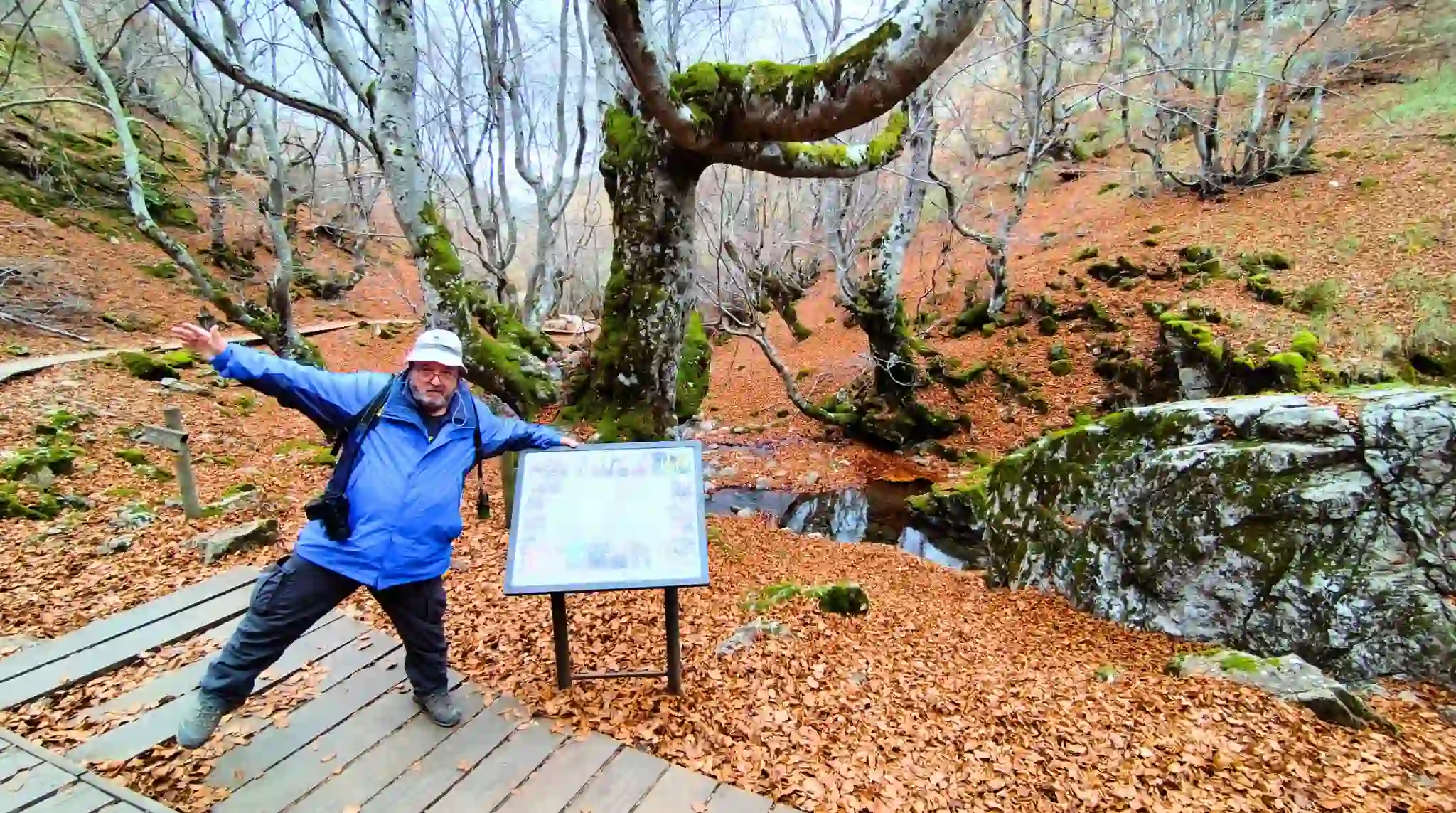 Haya Fagus del Hayedo de la Ciñera