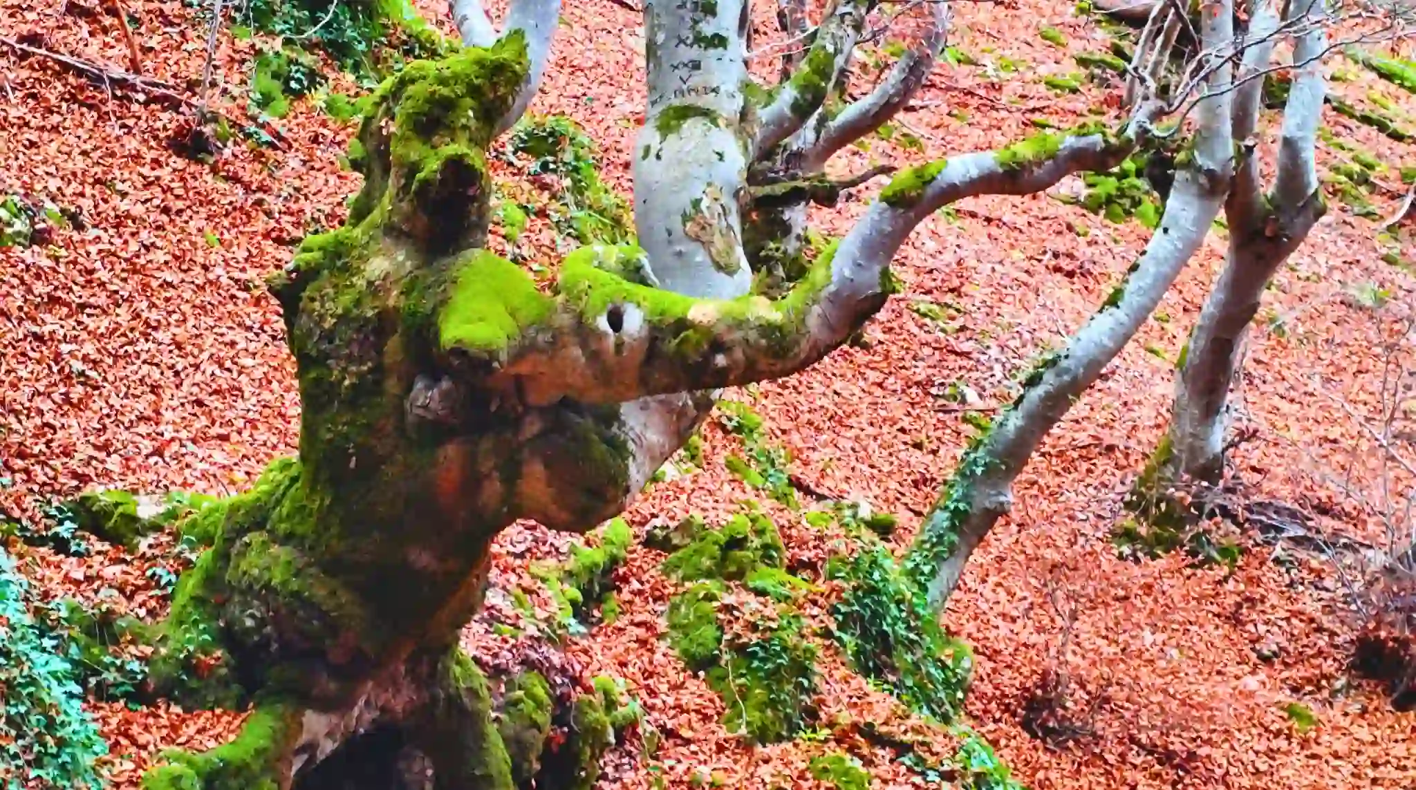 Haya del Pequeño Elefante en el Faeo de Ciñera