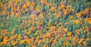 Hayedo de Montejo. Paleta de colores. Puebla de la Sierra. Madrid.