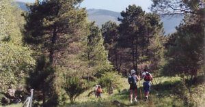 Bosques de la Adrada. Ávila. Castilla y León.