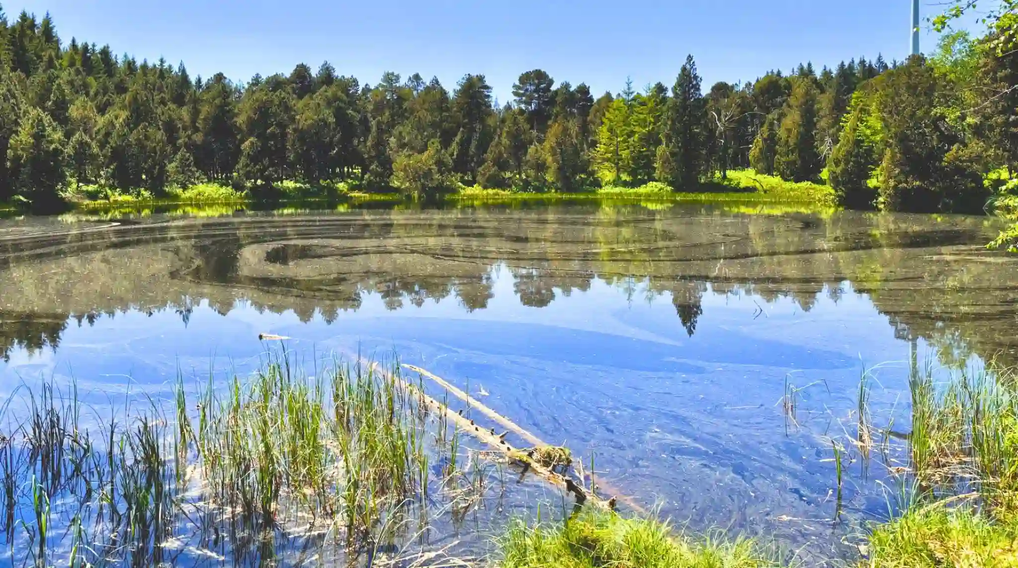 Lago Blindensee, Salva Negra. Alemania.