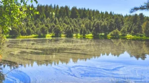Lago Blindensee en Salva Negra, Alemania.