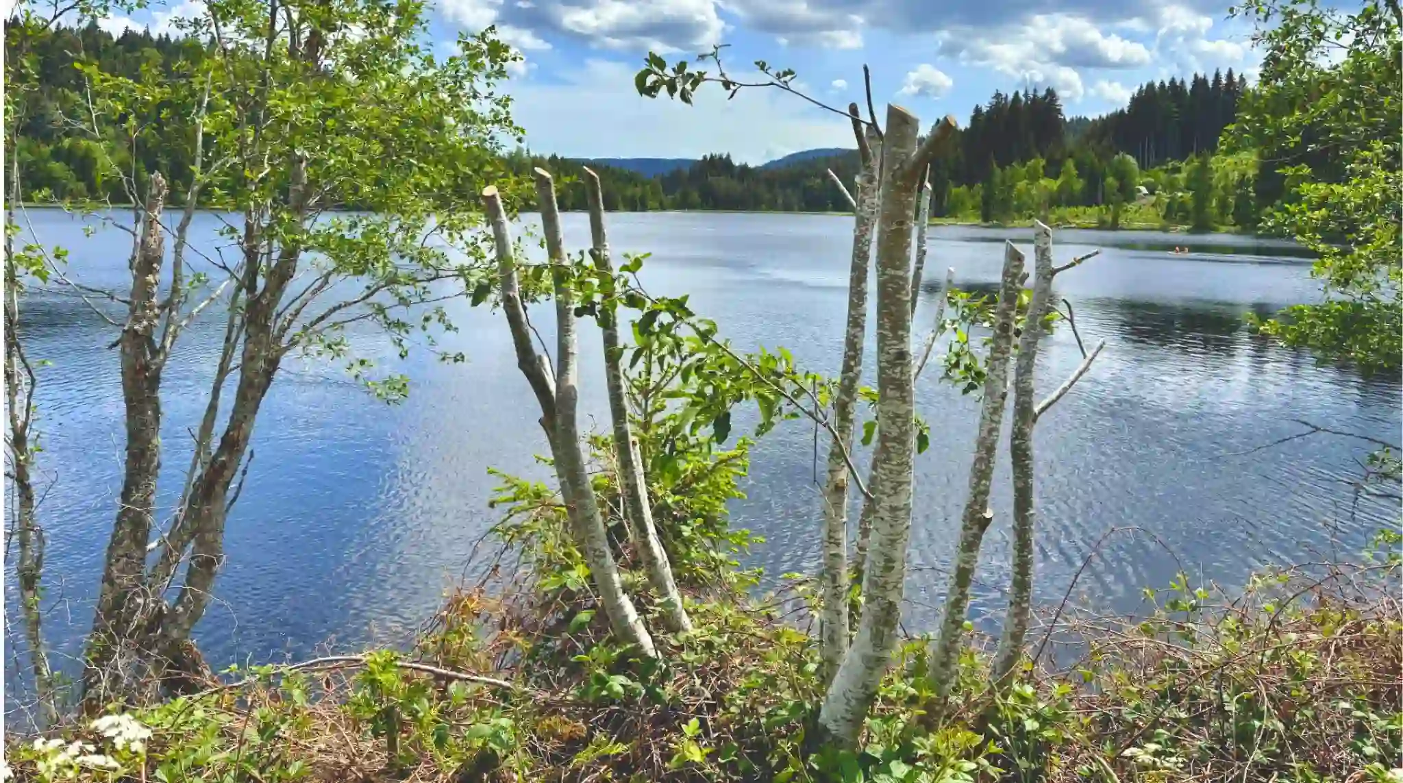 Lago Windgfällweiher en la Selva Negra. Alemania.