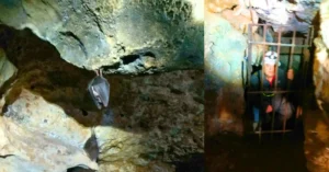 Murciélagos en la Cueva de la Ramera. Hoz de Beteta, Cuenca.