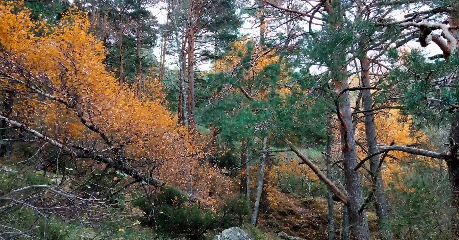 Otoño en el Abedular de Canencia, Madrid Otoño en el Abedular de Canencia, Madrid