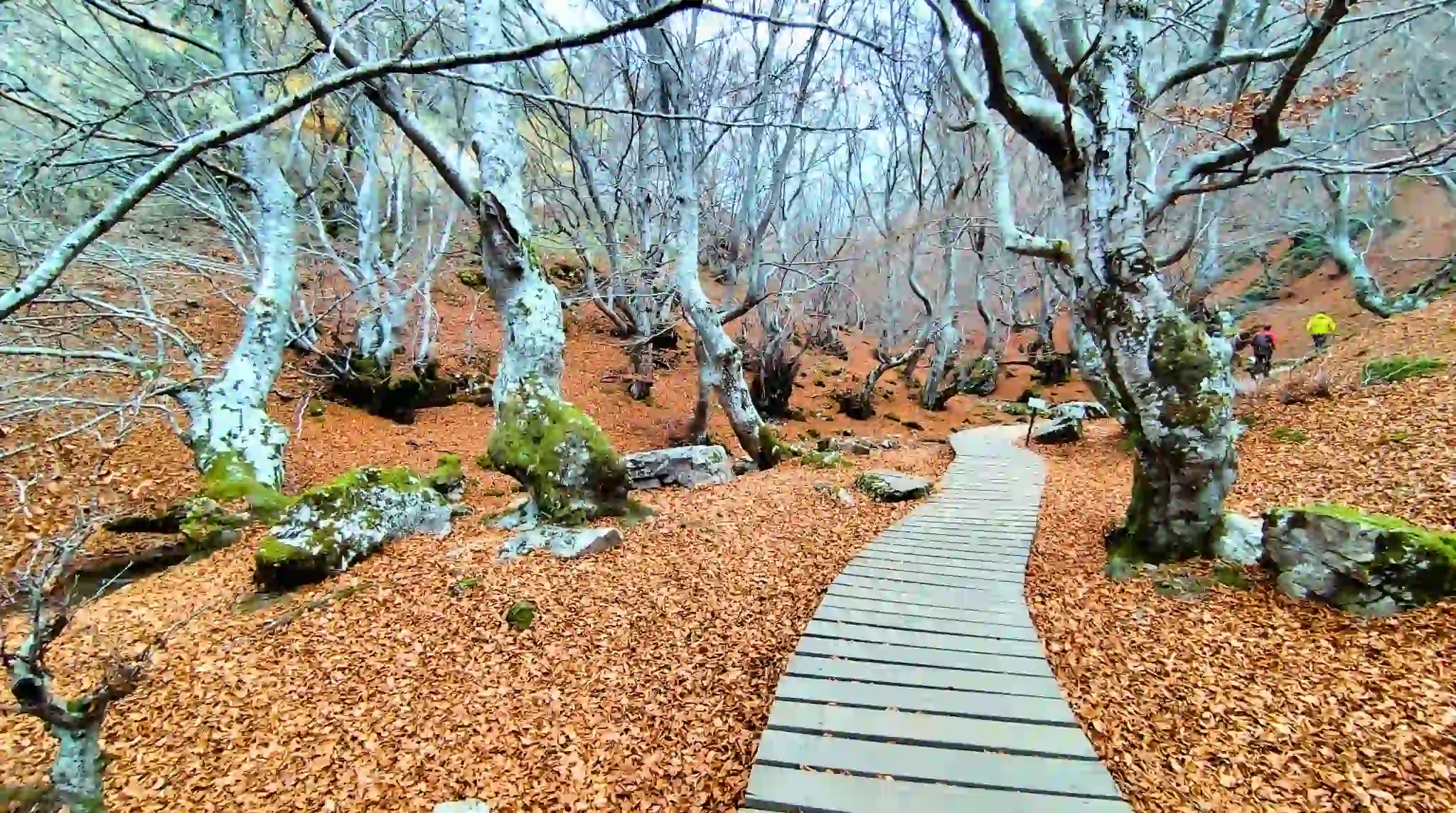 Pasarela de Madera del Faedo de Ciñera, León