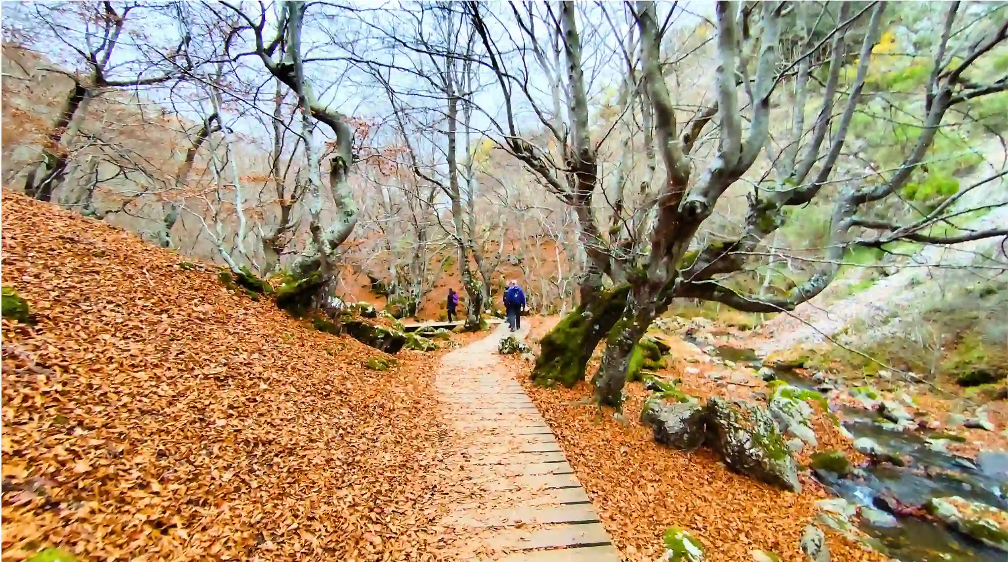 Pasarela de madera entre las hayas del Faedo de Ciñera en otoño