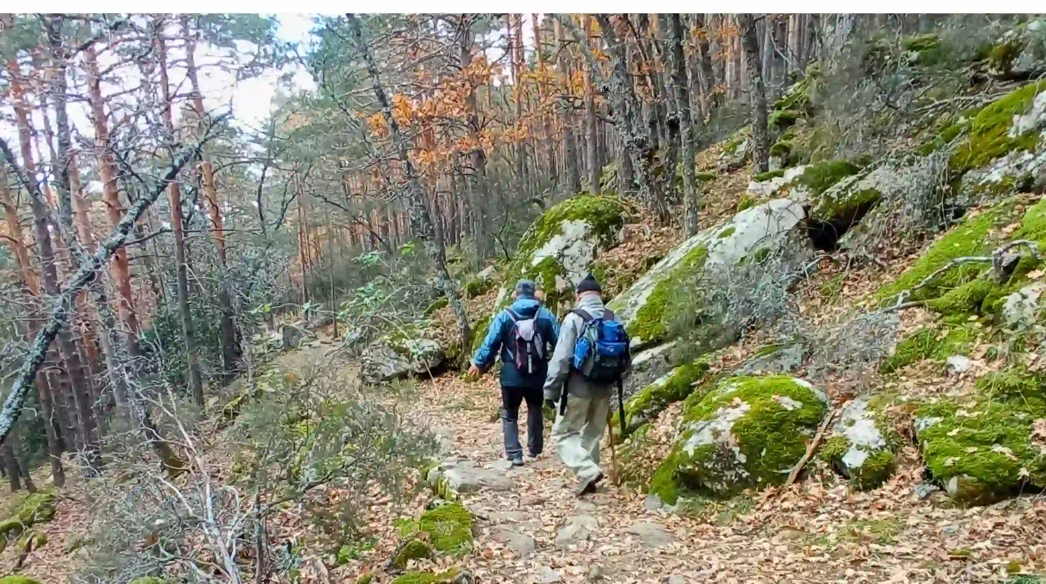 Ruta Abedular de Canencia. Sierra de Guadarrama, Madrid Ruta Abedular de Canencia. Sierra de Guadarrama, Madrid