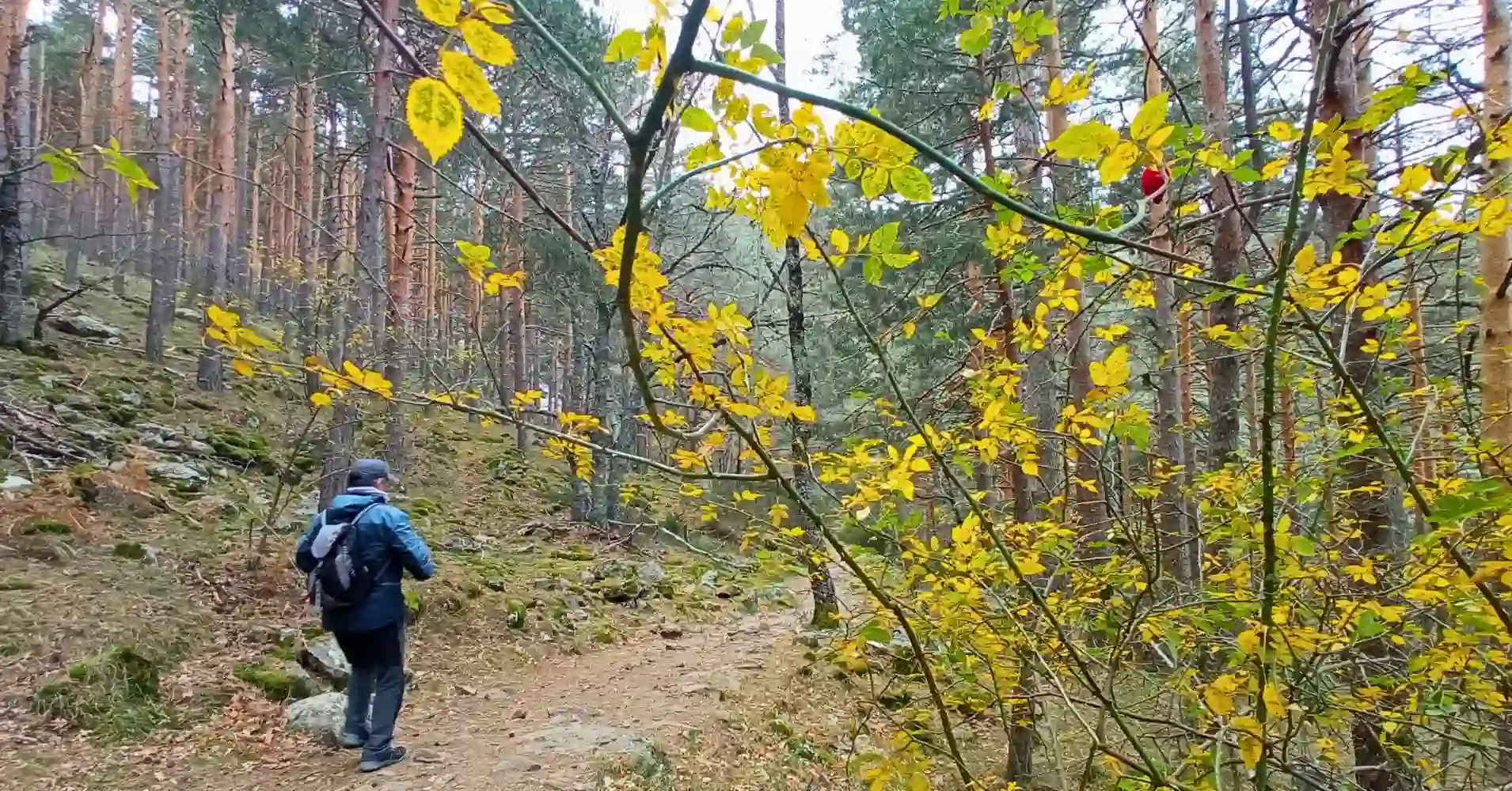 Ruta del Abedular de Canencia, Sierra de Madrid Ruta del Abedular de Canencia, Sierra de Madrid