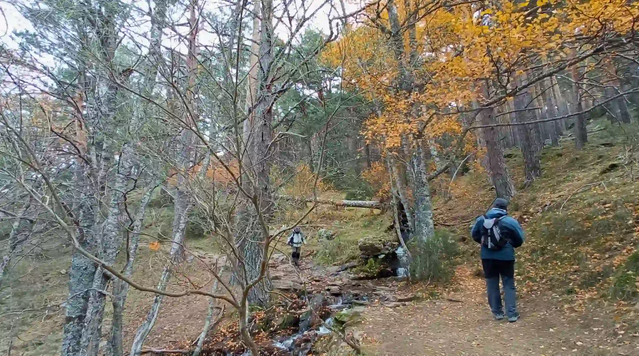 Ruta del Abedular de Canencia en la Sierra de Madrid Ruta del Abedular de Canencia en la Sierra de Madrid