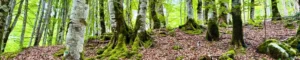 Selva de Irati, Navarra.