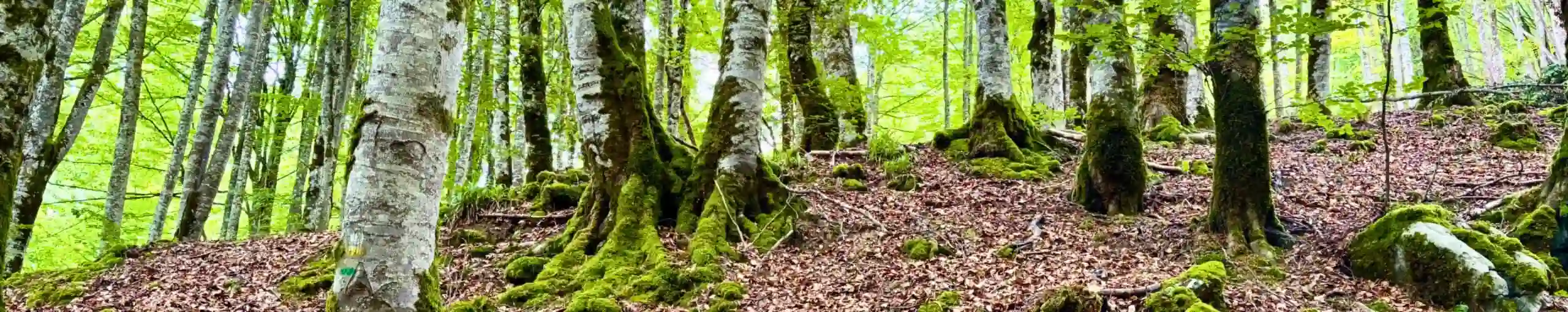 Selva de Irati, Navarra.
