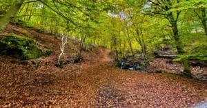 Senda de las Carretas. Parque Natural del Hayedo de Tejera Negra, Guadalajara.