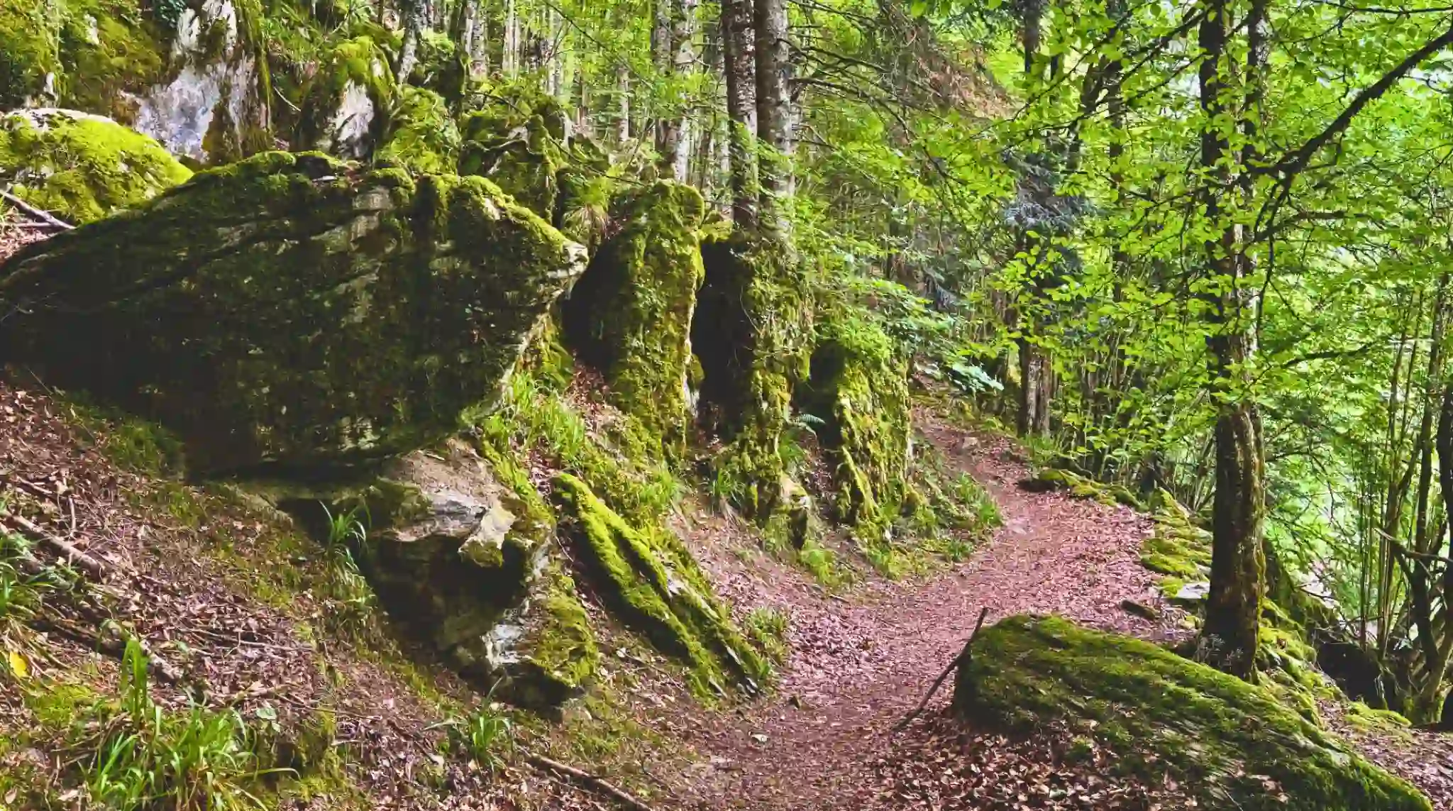 Sendero Hayedos del Bosque de Irati. Navarra.