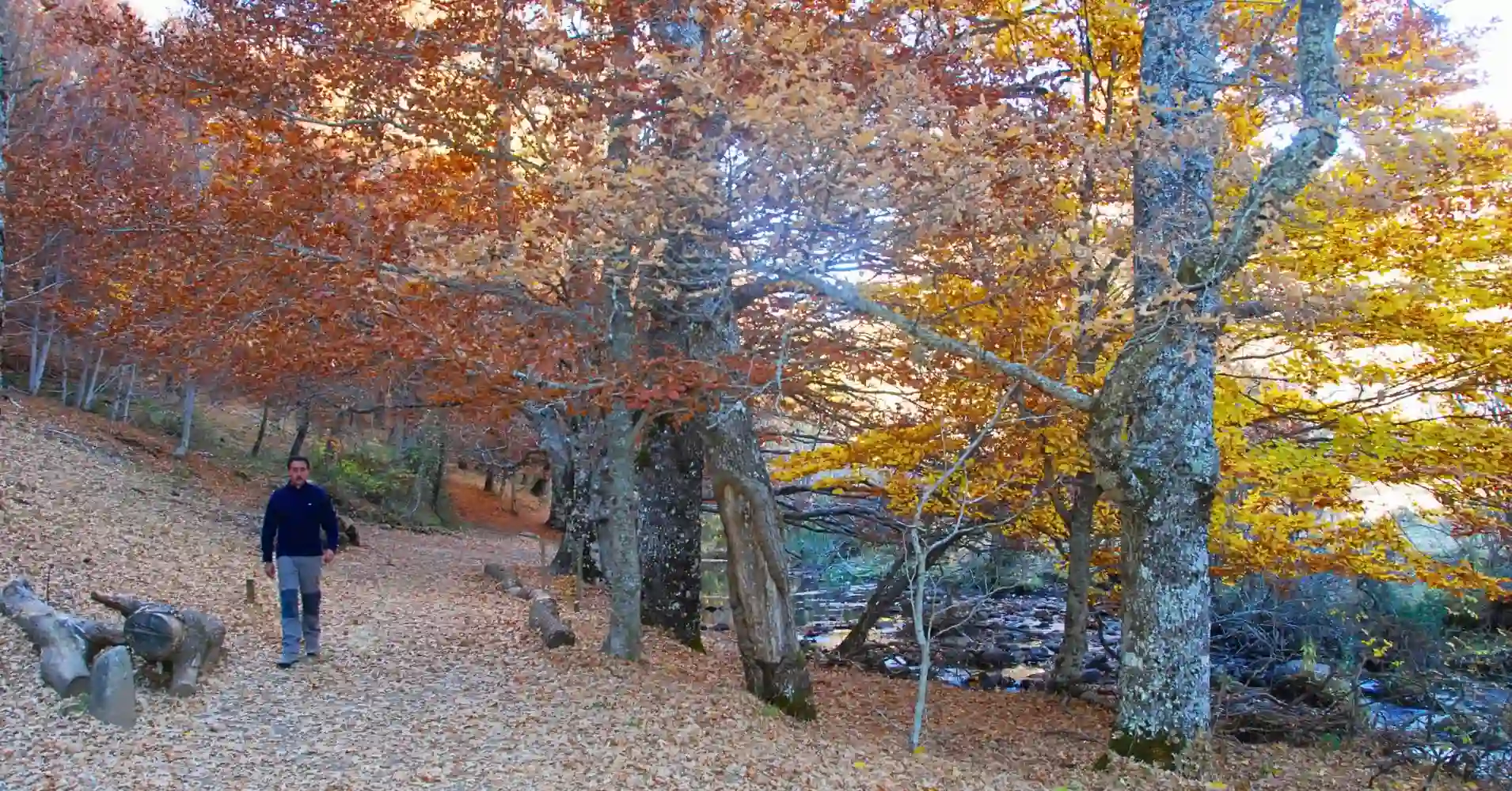 Sendero del Hayedo de Montejo. Sierra del Rincón. Madrid. Sendero del Hayedo de Montejo. Sierra del Rincón. Madrid.