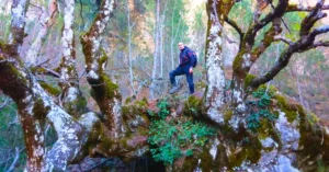 Tilo Solitario de la Senda Ecologica Hoz de Beteta, Cuenca.