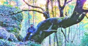 Tilos Monumentales en la Senda Ecológica Hoz de Beteta, Cuenca.