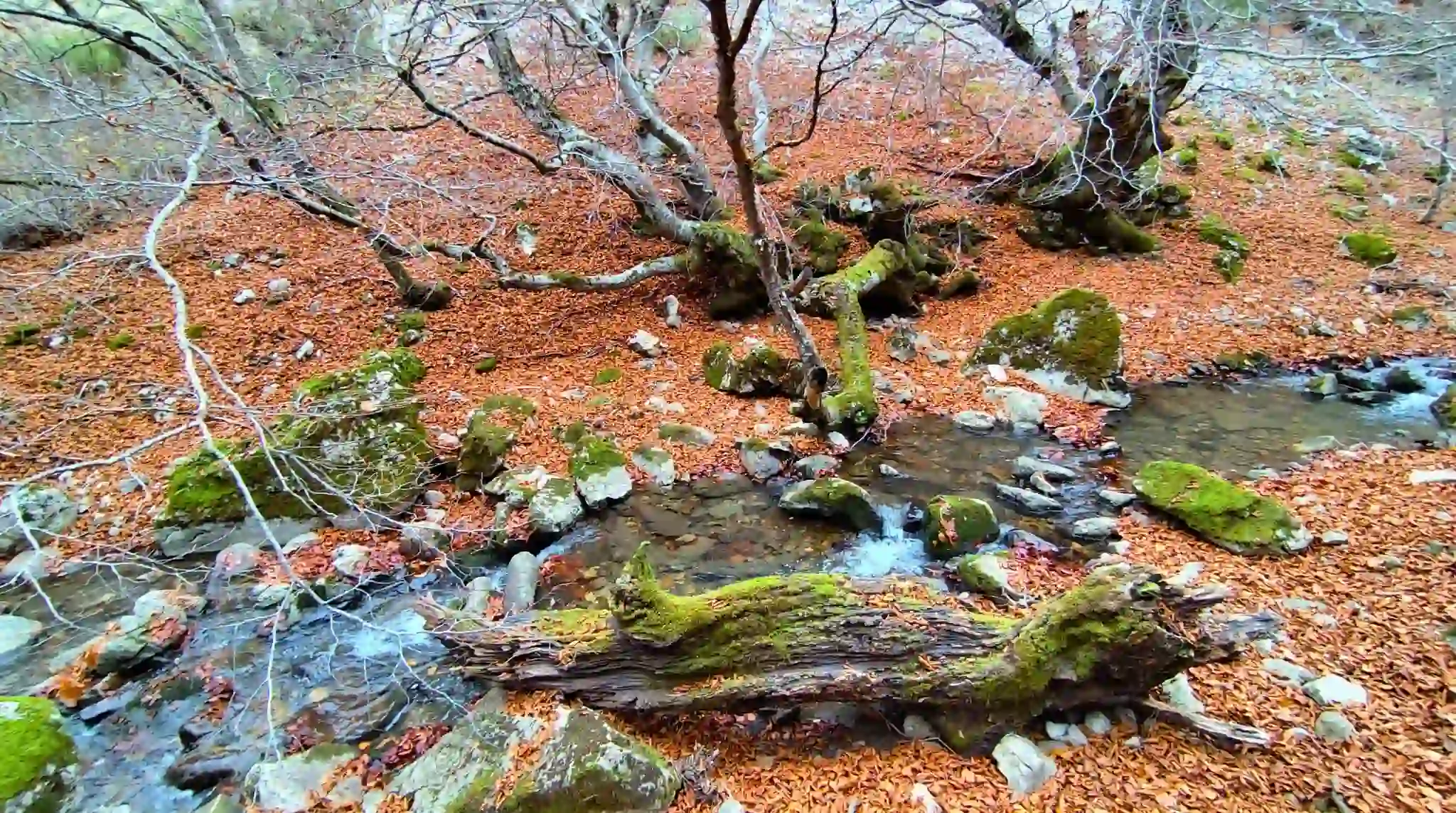 Tronco de haya caída en el arroyo del Villar junto al Faedo de Ciñera