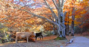 Vacas en el Hayedo de Montejo. Puebla de Sierra. Madrid