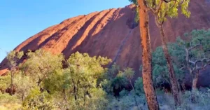 Vegetación del Parque Nacional Uluṟu-Kata Tjuṯa.