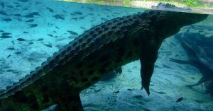 Acuario de Busch Gardens. Tampa, Florida.