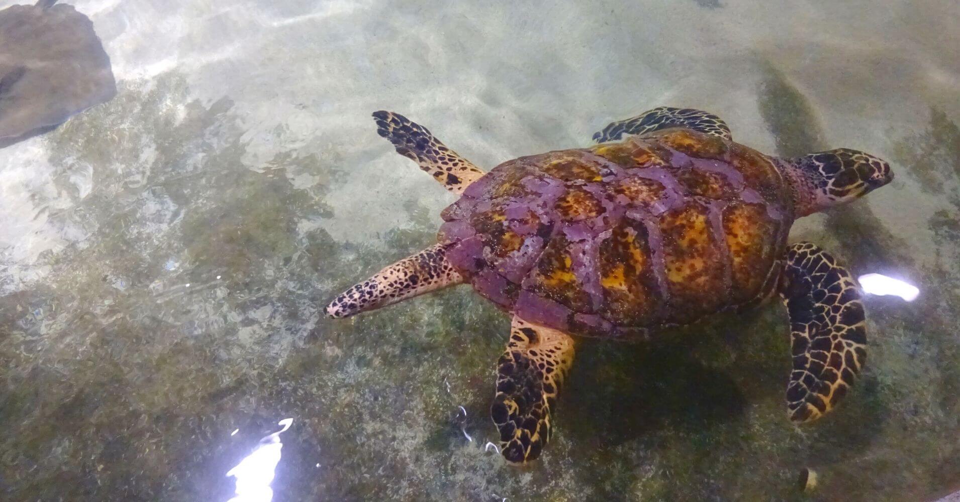 Acuario de Cayo Hueso, Key West Cayos de Florida, Estados Unidos.