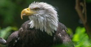 Águila Calva. Estados Unidos.