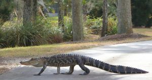 Aligator, Caimán. Florida. Estados Unidos.