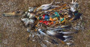 Animales Muertos en Islas de Plástico del Mundo.