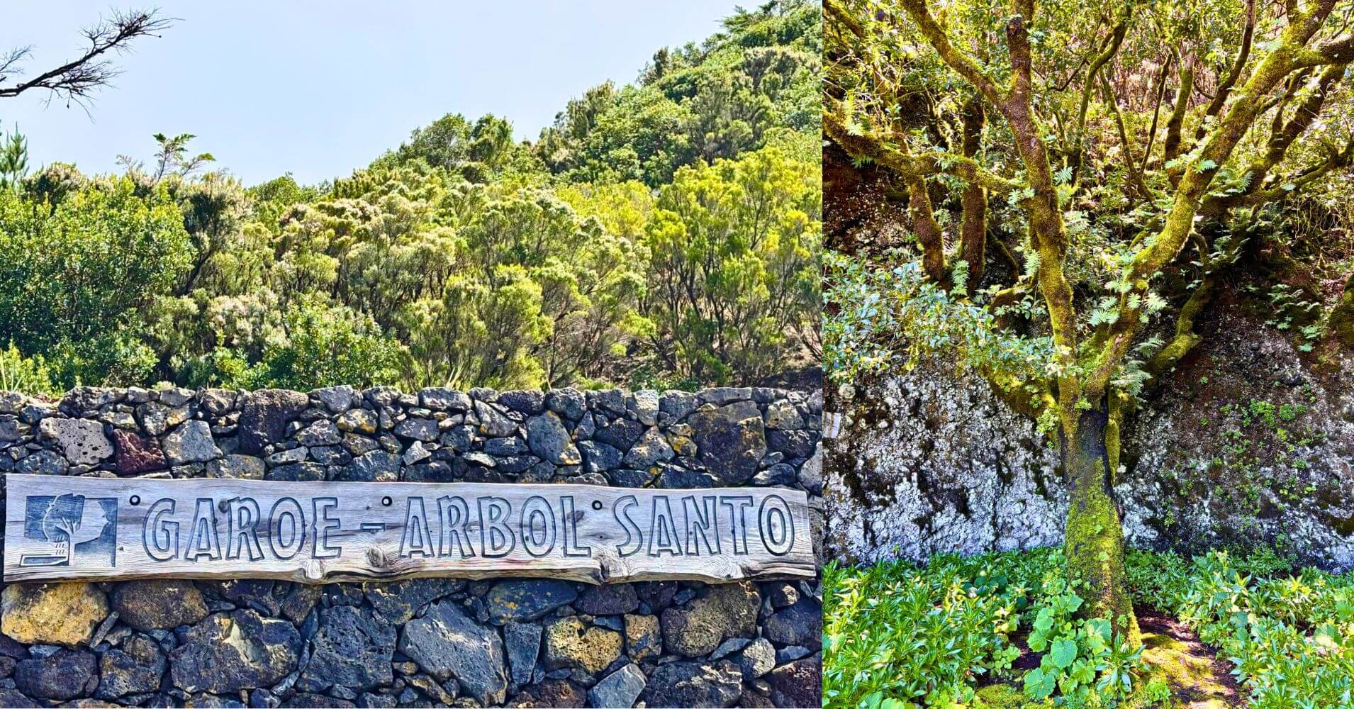 Árbol Santo Garoé. San Andrés. Isla de El Hierro.