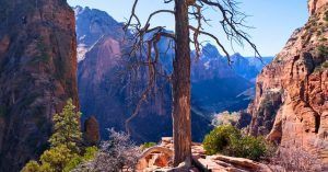 Árbol Trekking Angels Landing. Zion National park, Utah. Estados Unidos.