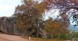 Arce de Montpelier. Árbol Singular de La Comunidad de Madrid. El Escorial.