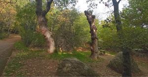 Área Recreativa de La Senda Ecológica del Bosque de La Herrería. El Escorial.